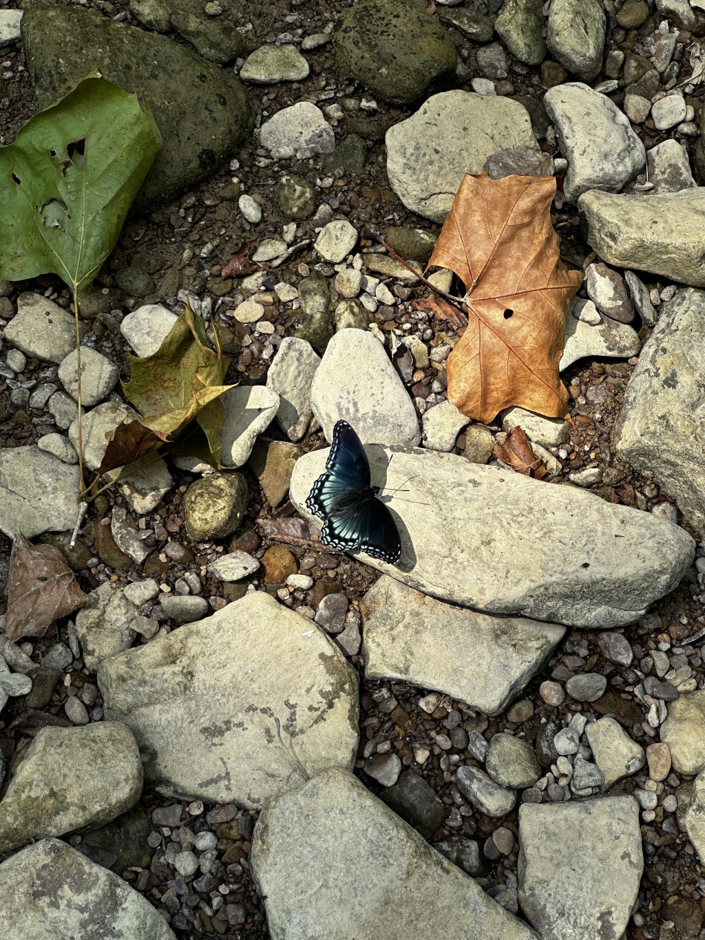 My first backpacking trip: mission failure in Hoosier National&nbsp;Forest